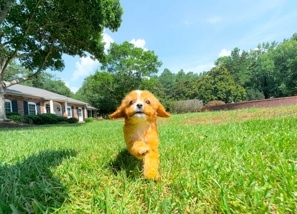 Cute Cavapoo Poodle Mix Pup