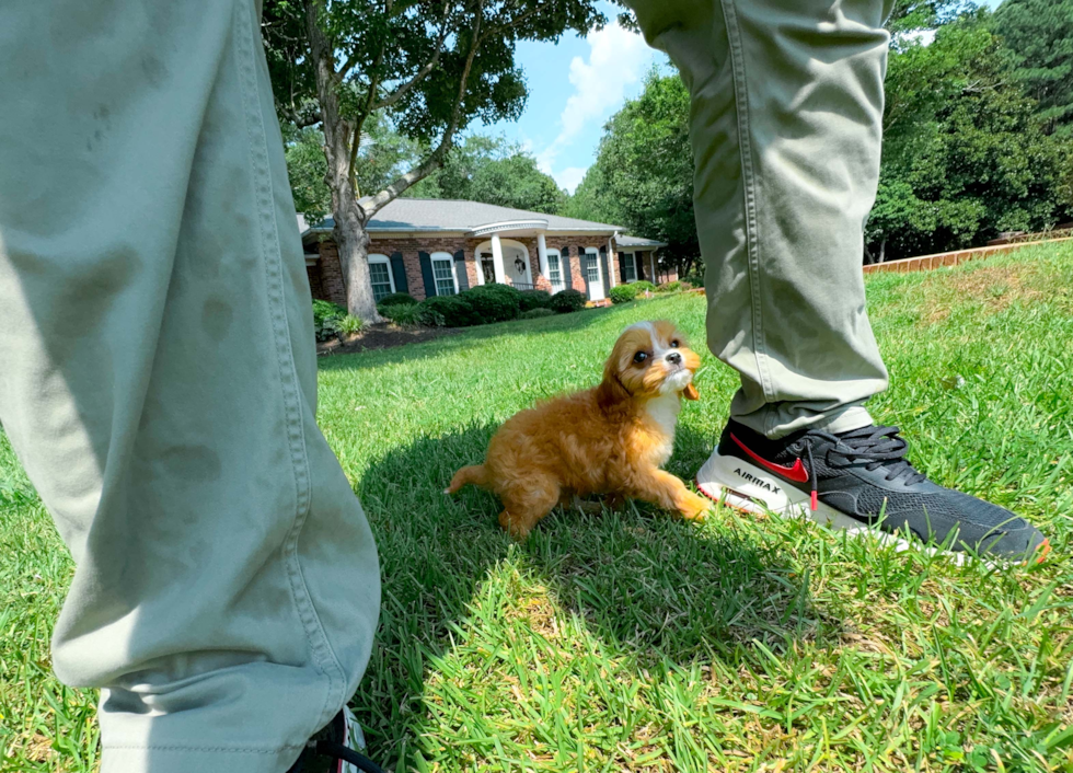 Cute Cavapoo Poodle Mix Pup