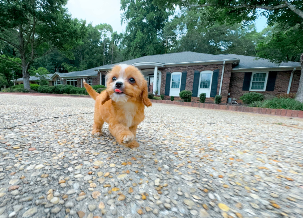 Cute Cavapoo Poodle Mix Pup