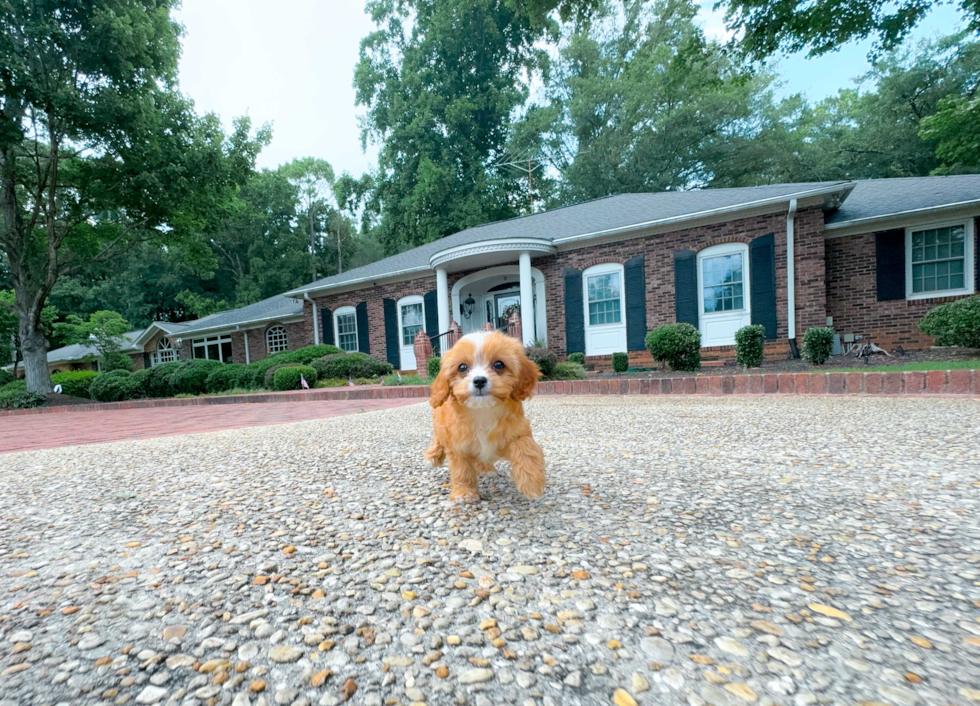 Cavapoo Puppy for Adoption