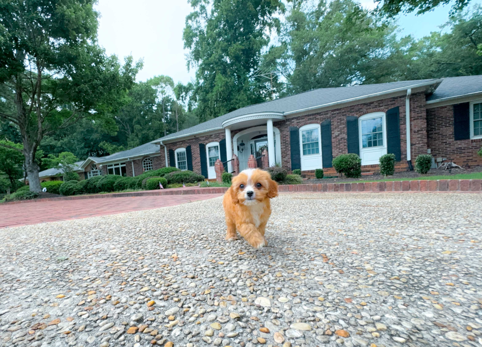 Cute Cavoodle Poodle Mix Puppy