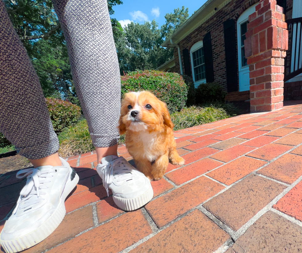 Cute Cavapoo Poodle Mix Pup