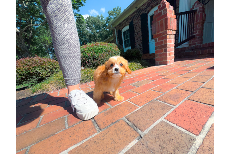 Cavapoo Pup Being Cute