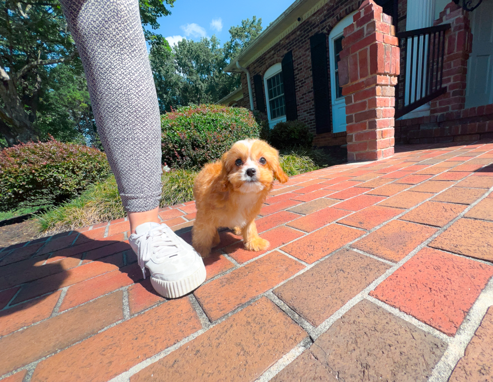 Cavapoo Pup Being Cute