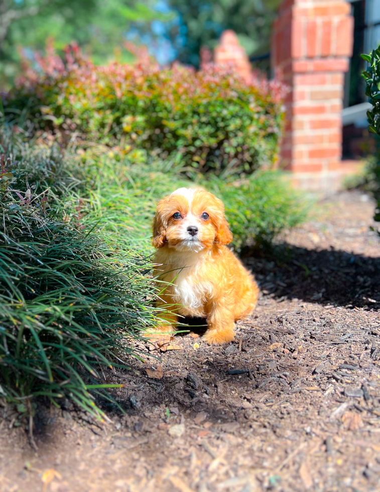 Cavapoo Puppy for Adoption