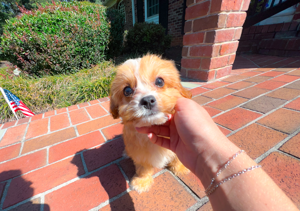 Cavapoo Pup Being Cute