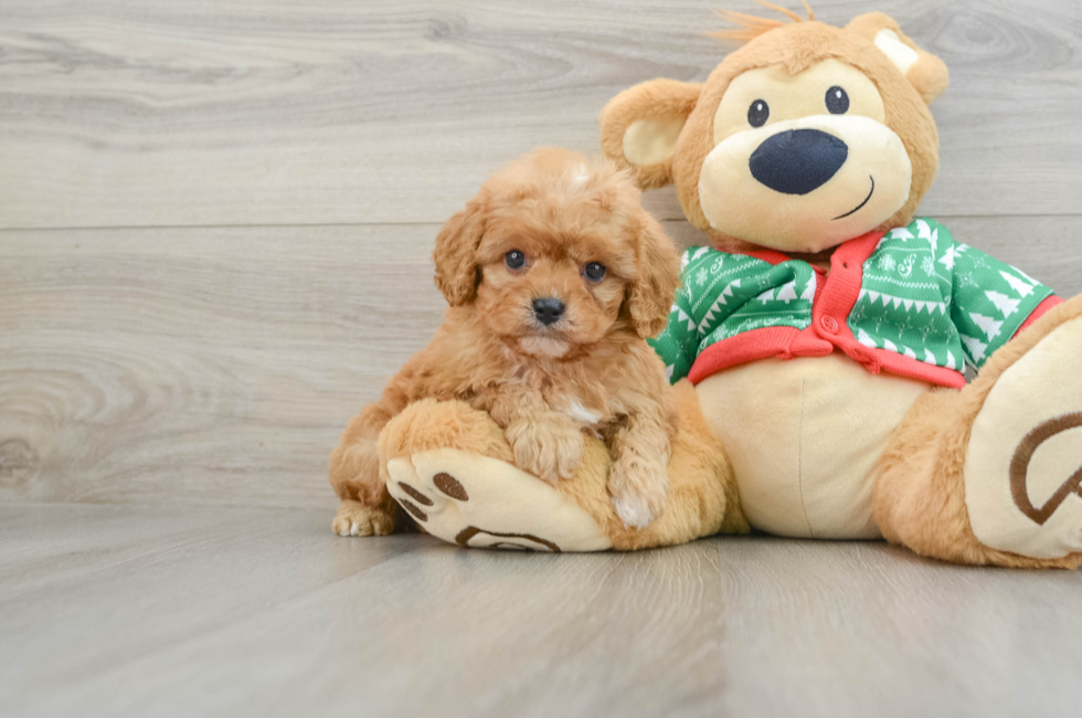 5 week old Cavapoo Puppy For Sale - Simply Southern Pups