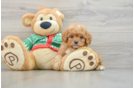 Cavapoo Pup Being Cute