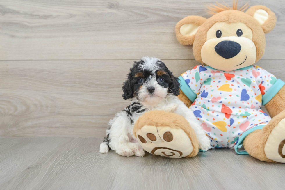 Cavapoo Pup Being Cute