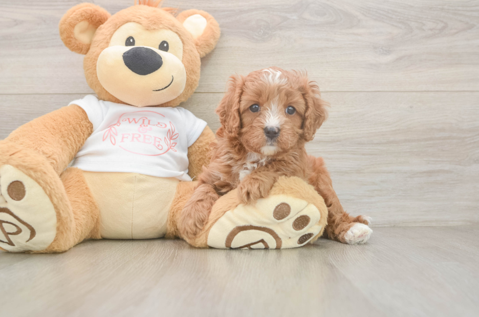 5 week old Cavapoo Puppy For Sale - Simply Southern Pups