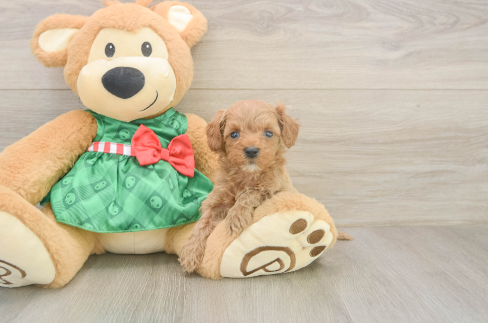 5 week old Cavapoo Puppy For Sale - Simply Southern Pups