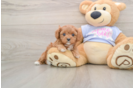 Cavapoo Puppy for Adoption
