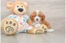Best Cavapoo Baby
