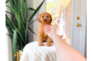 Cavapoo Pup Being Cute