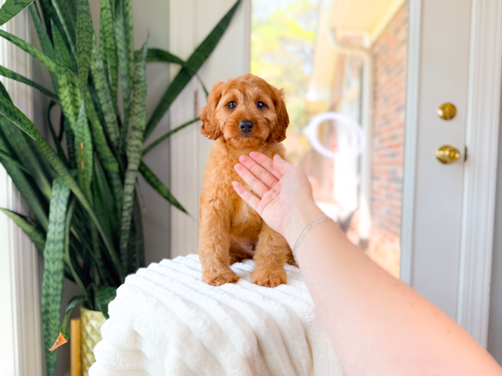 Cavapoo Pup Being Cute