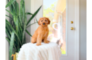 Cute Cavapoo Baby
