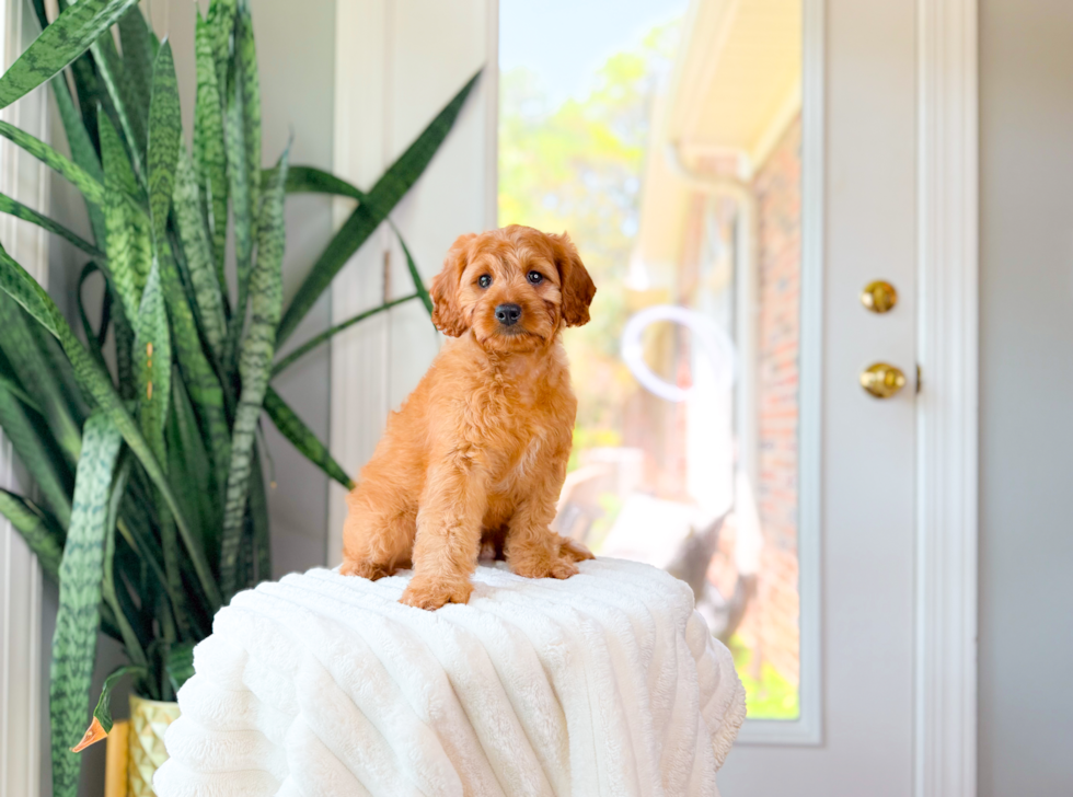 Cute Cavapoo Baby