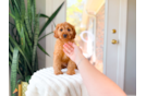 Best Cavapoo Baby