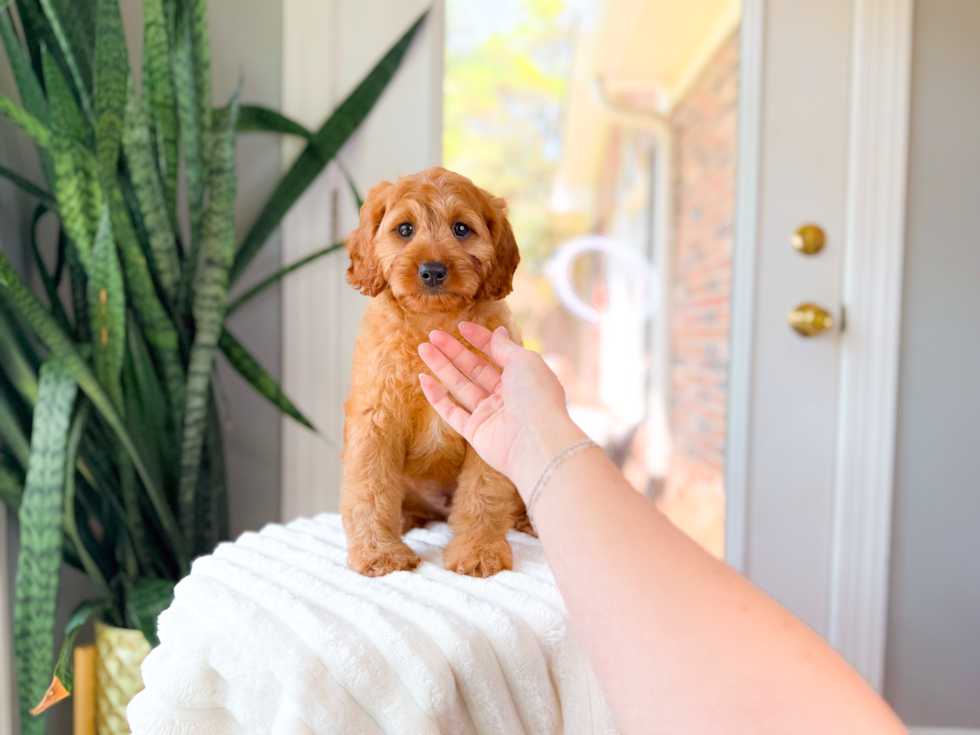 Best Cavapoo Baby