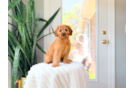 Best Cavapoo Baby