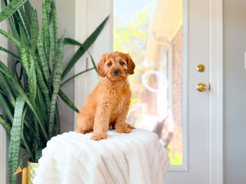 Best Cavapoo Baby