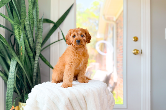 Best Cavapoo Baby