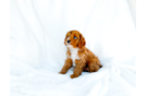 Cavapoo Puppy for Adoption