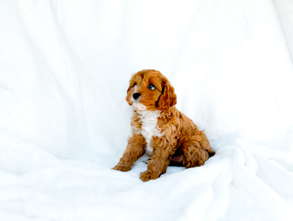 Cavapoo Puppy for Adoption