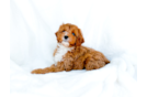 Cute Cavapoo Poodle Mix Pup