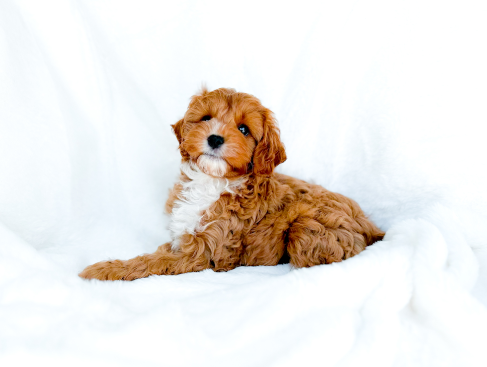 Cute Cavapoo Poodle Mix Pup