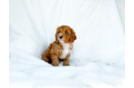 Cute Cavipoo Poodle Mix Puppy