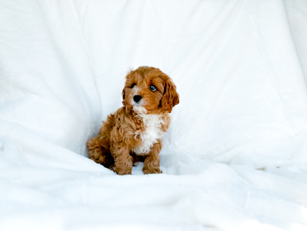 Cute Cavipoo Poodle Mix Puppy