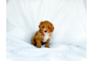 Cavapoo Puppy for Adoption