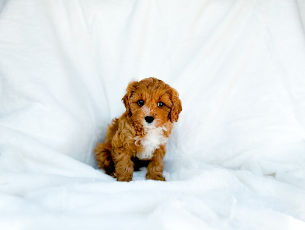 Cavapoo Puppy for Adoption