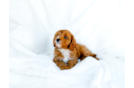 Cavapoo Puppy for Adoption