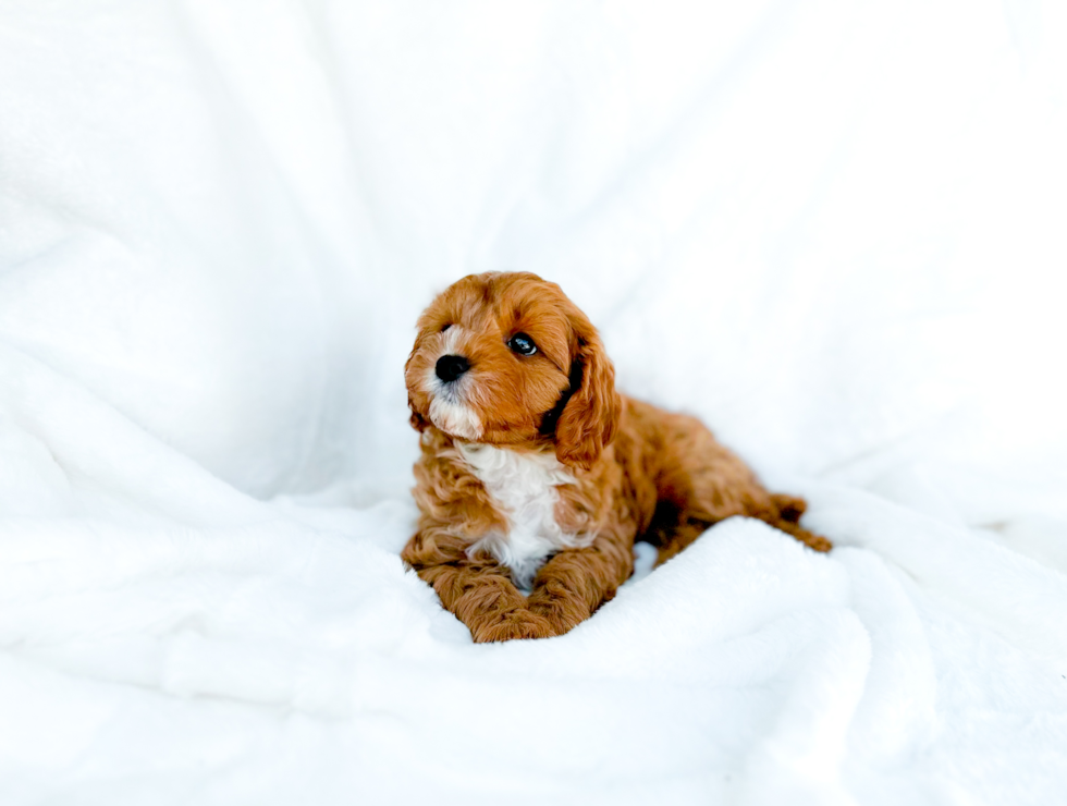 Cavapoo Puppy for Adoption