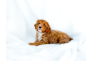 Cavapoo Puppy for Adoption