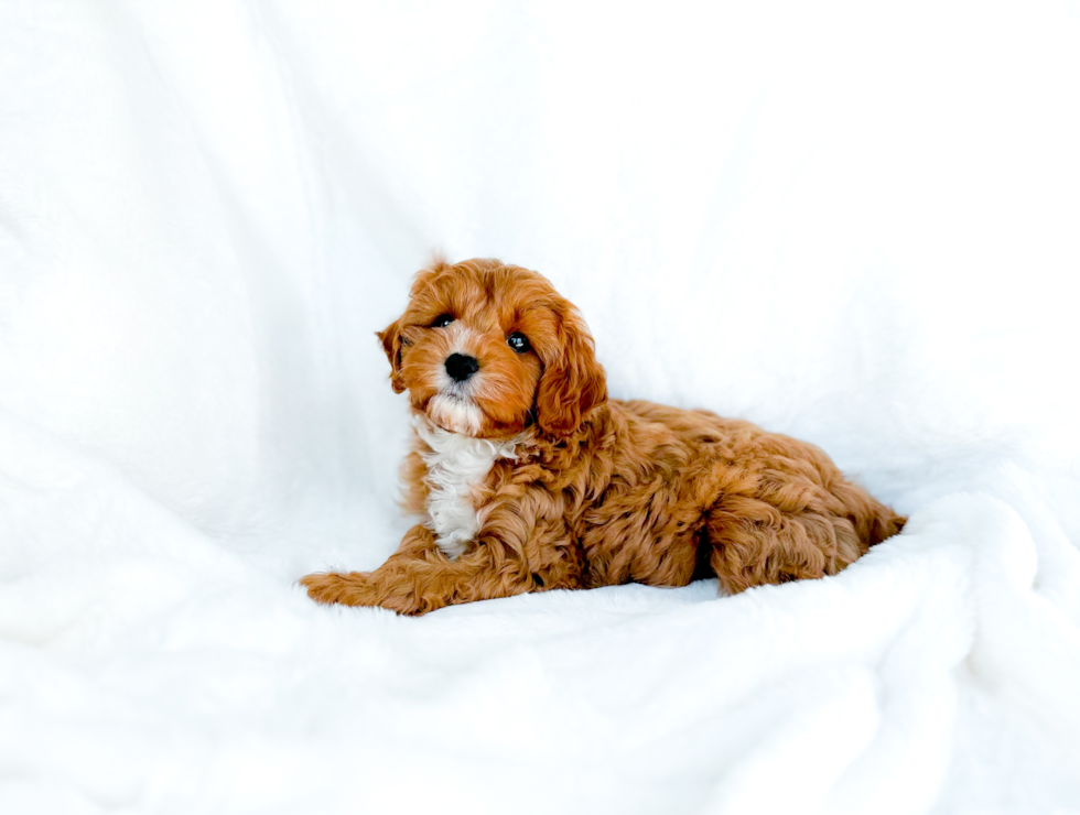 Cavapoo Puppy for Adoption