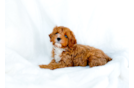 Cute Cavadoodle Poodle Mix Puppy