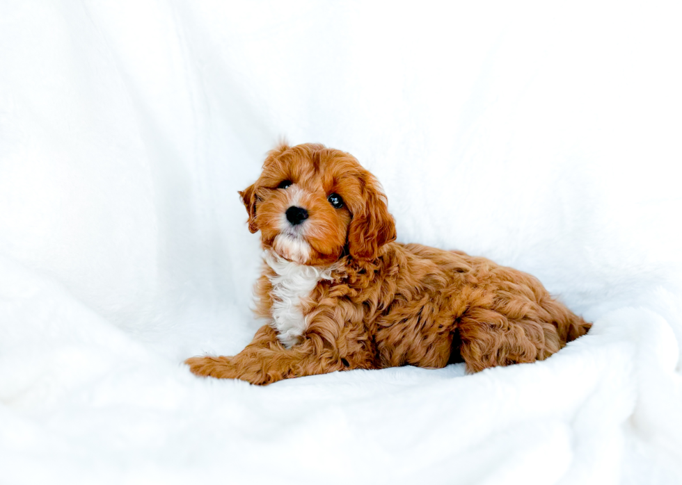 Cute Cavadoodle Poodle Mix Puppy