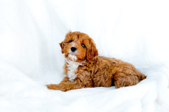 Cute Cavadoodle Poodle Mix Puppy