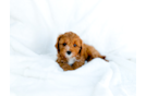 Cavapoo Pup Being Cute