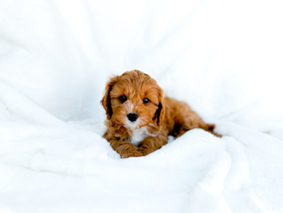 Cavapoo Pup Being Cute