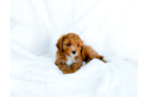 Cute Cavapoo Poodle Mix Pup