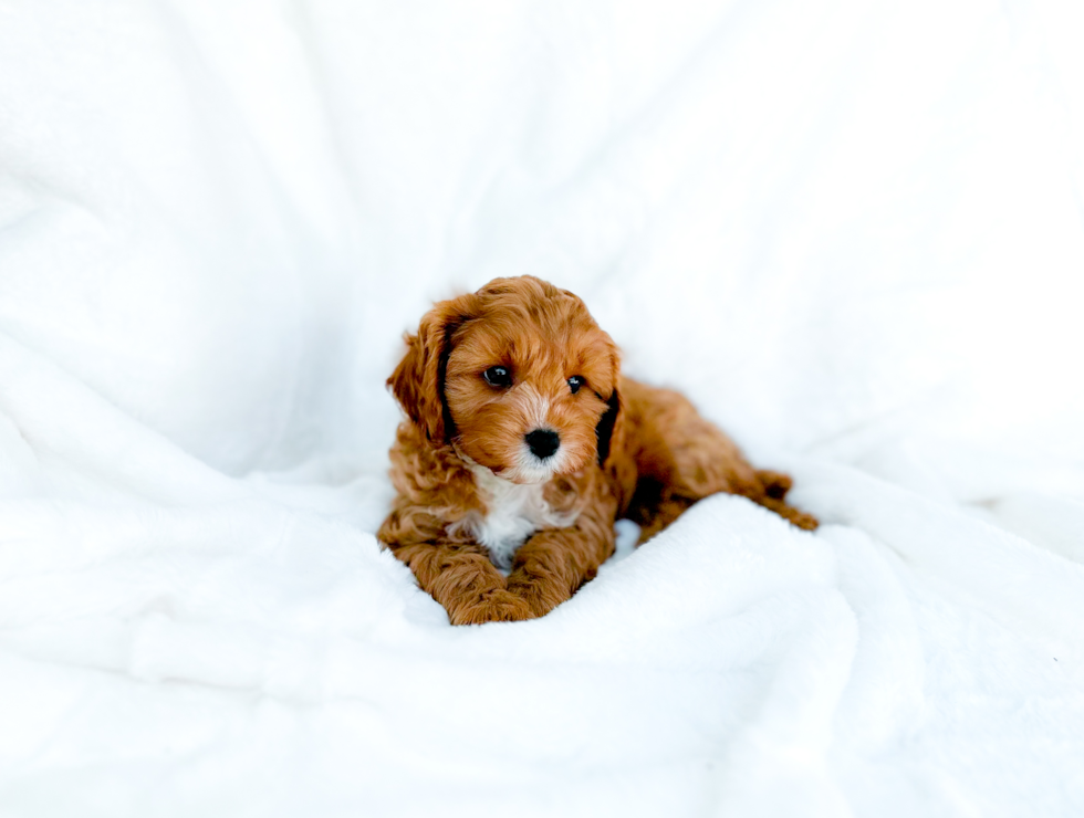 Cute Cavapoo Poodle Mix Pup