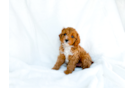 Cute Cavapoo Baby