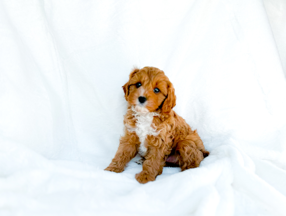 Cute Cavapoo Baby