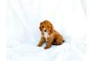 Cute Cavapoo Baby