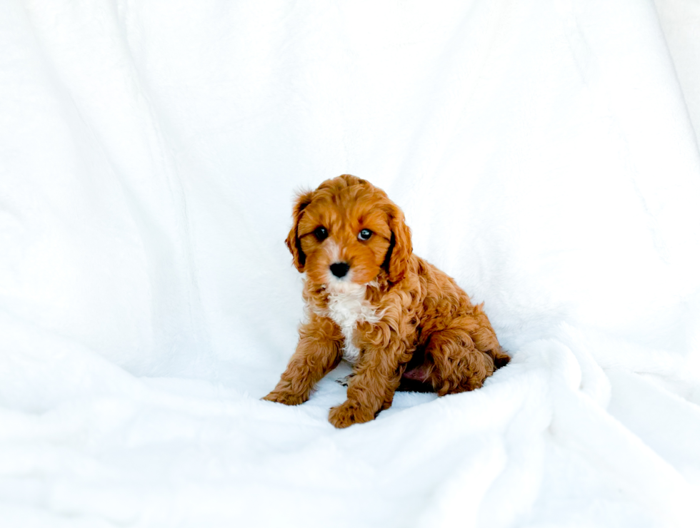 Cute Cavapoo Baby