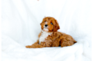 Cute Cavapoo Poodle Mix Pup